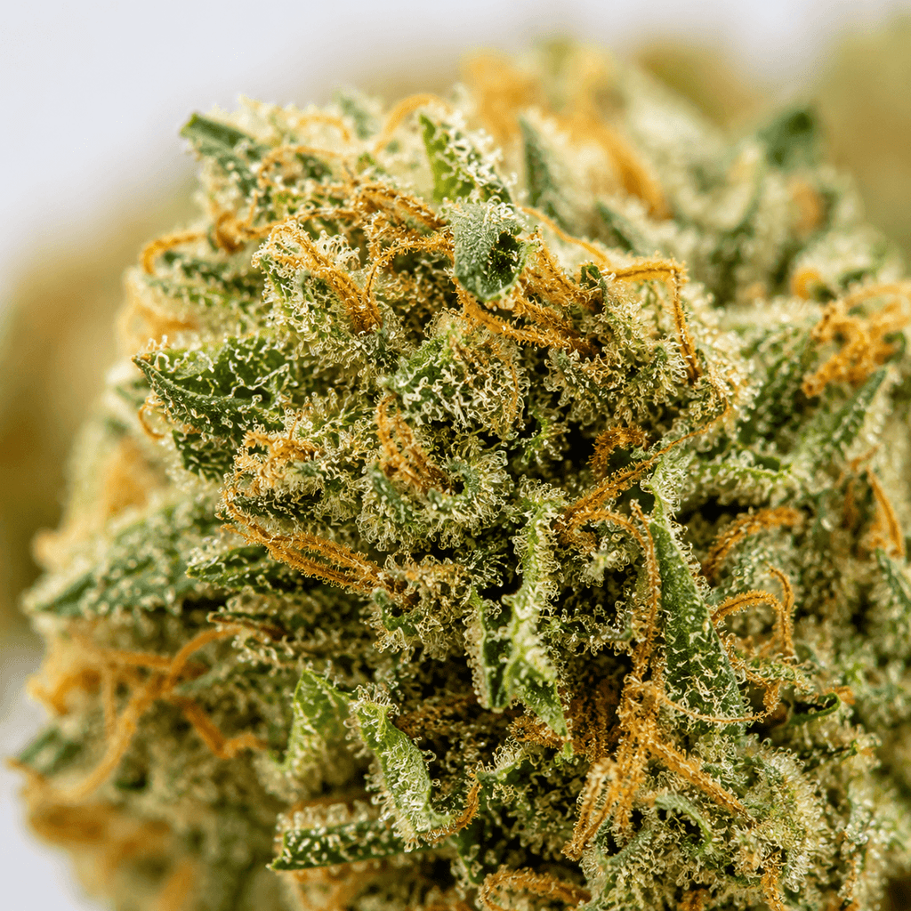 Macro des trichomes de la fleur CBD Orange Bud premium greenhouse - BISCA CBD