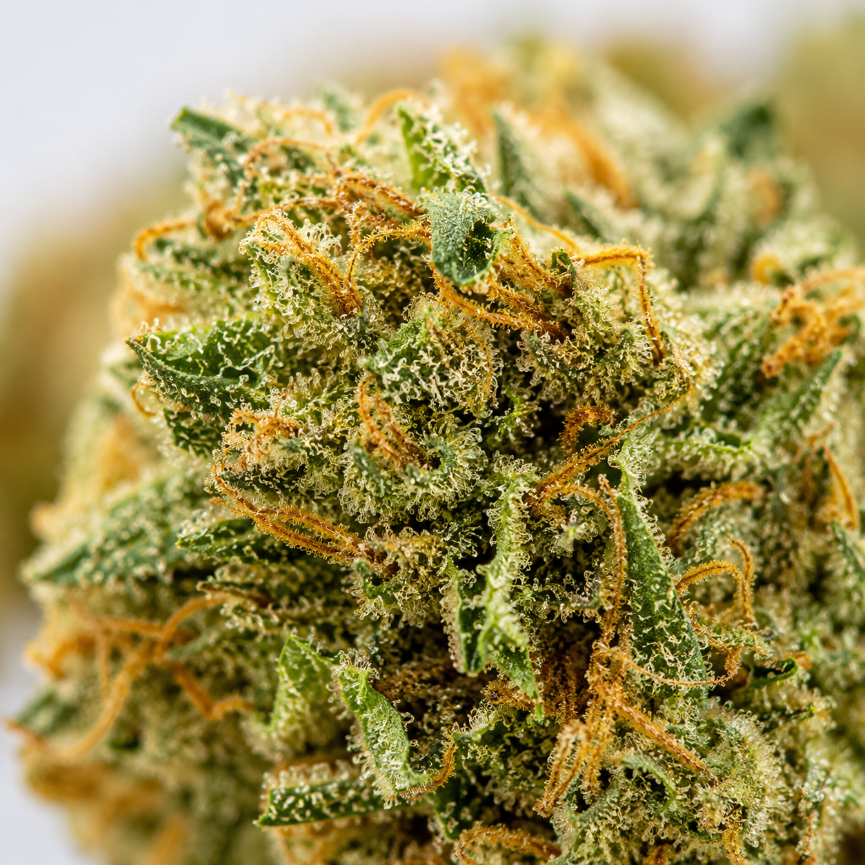 Macro des trichomes de la fleur CBD Orange Bud premium greenhouse - BISCA CBD